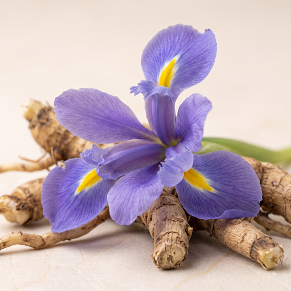 Iris Root