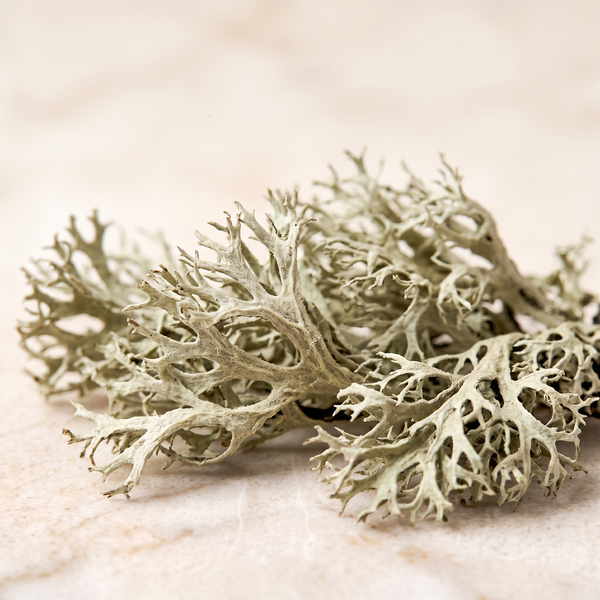 Oakmoss