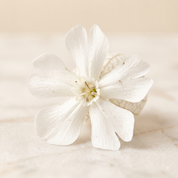 White Musk